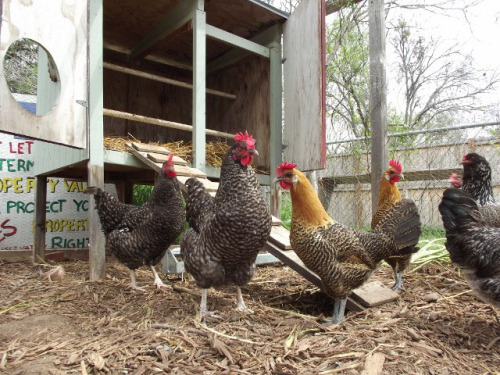 backyard-chickens05