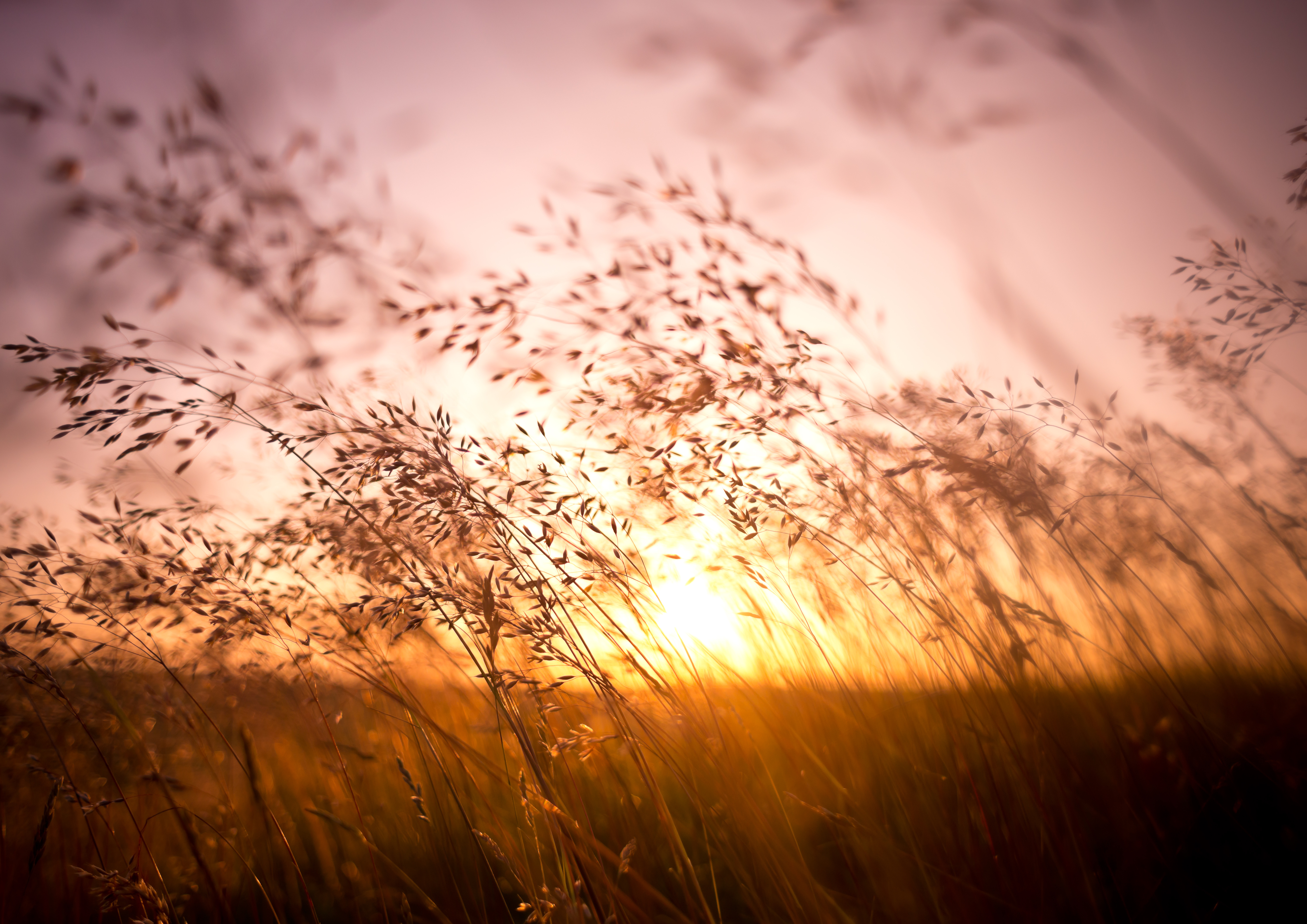 Prairie Grasses