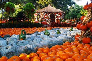 Autumn at the Arboretum