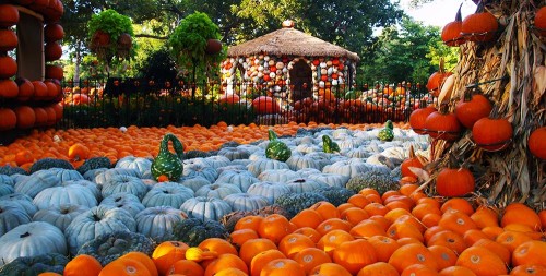 Autumn at the Arboretum