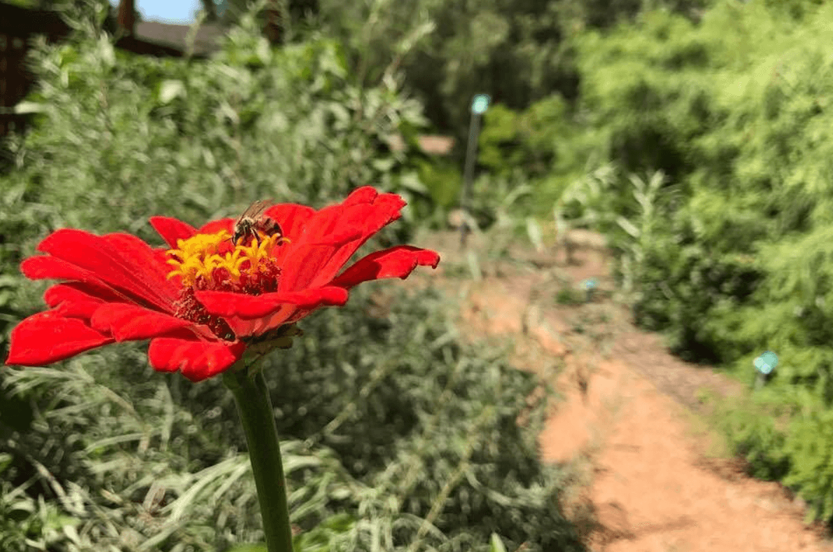 Fall Plant Sale 1