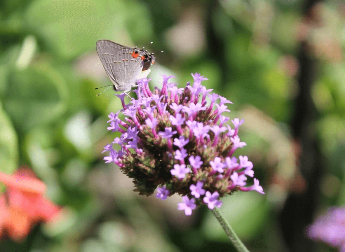 Fall Plant Sale 2