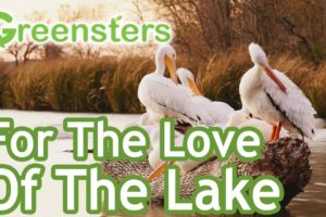 Greensters - For the Love of the Lake